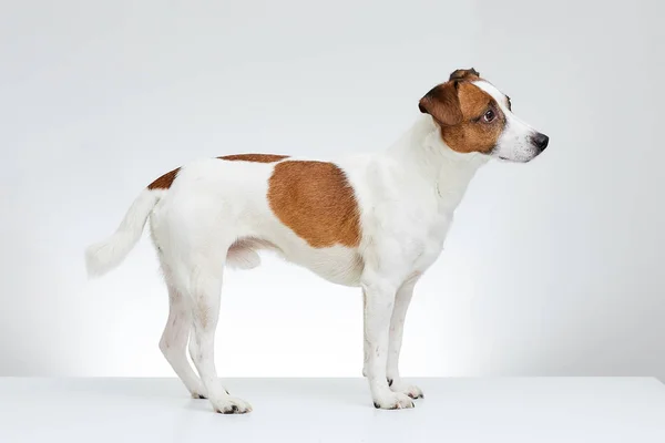 Jack Russell Terrier stands sideways on the white table and looks straight on the white background