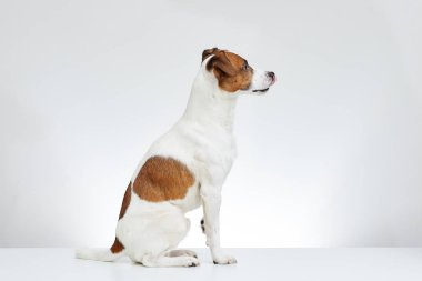Jack Russell Terrier yan beyaz masaya oturur ve onun diliyle düz beyaz arka plan üzerinde görünüyor