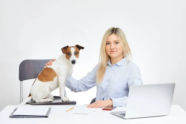 Young blonde cute caucasian girl watches straight holds her Jack Russell Terrier and sits by the desk in the office with the white background. Dog watches straight. Laptop, cell phone and documents.