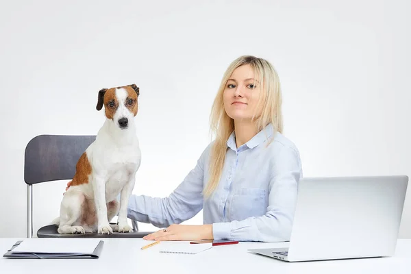 Young blonde caucasian girl watches straight, holds her Jack Russell Terrier and sits by the desk in the office with the white background. Dog watches straight. Laptop, cell phone and documents.