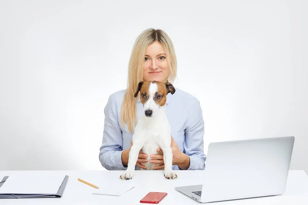 Young blonde cute woman watches straight and sits by the desk in the office with the white background. Jack Russell Terrier sits on girls legs and looks away. Laptop, cell phone and documents.
