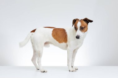 Jack Russell Terrier yan beyaz masanın üzerinde duruyor ve beyaz zemin üzerine aşağı görünüyor