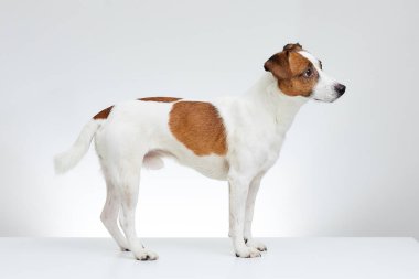 Jack Russell Terrier yan beyaz masanın üzerinde duruyor ve düz beyaz arka plan üzerinde görünüyor