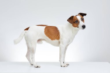 Çok güzel Jack Russell Terrier yana doğru kafasını beyaz arka tarafta ortaya ile beyaz masada duruyor