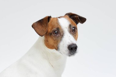 Jack Russell Terrier beyaz arka plan üzerinde yakın portresi