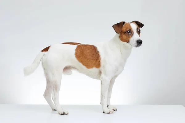 The dog Jack Russell Terrier stands sideways on the white table on the white background