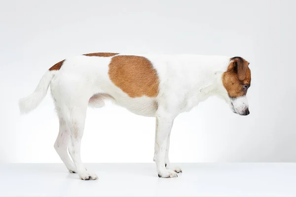 Adorable Jack Russell Terrier stands sideways on the white table with its head down on the white background