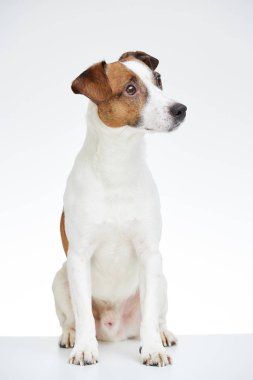 Jack Russell Terrier beyaz arka tarafta ortaya kafa ile beyaz masaya oturur