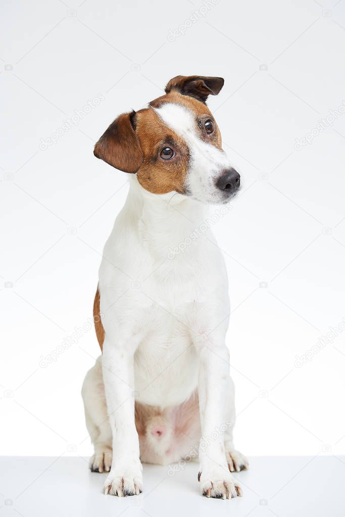 Jack Russell Terrier sits on the white table with his head bowed on the white background 
