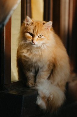 Turuncu kabarık kedi bir ahşap pencere pervazına güneş altında oturur