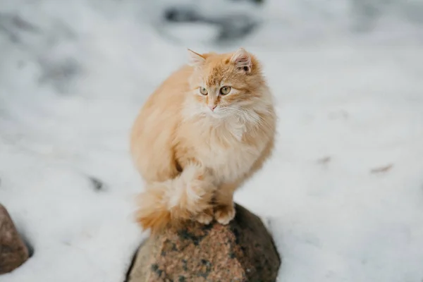 Narancssárga Bolyhos Macska Egy Kövön Havon — Stock Fotó