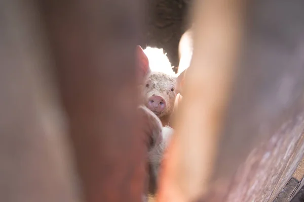 Young pig face seen through a door