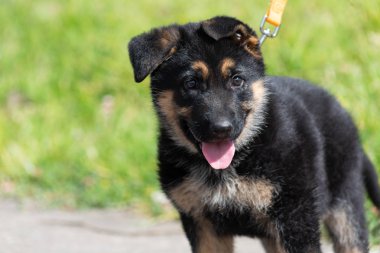Alman çoban köpeği dilini uzarken yürüyüşe çıkıyor