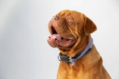 Bordo bulldog portresi yukarı bakarak gülümseyen- safkan köpek