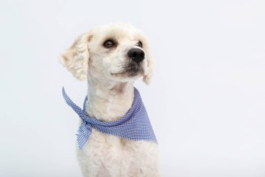 Sevimli fransız kaniş köpek beyaz bir arka plan üzerinde bir mendil ile yan bakıyor
