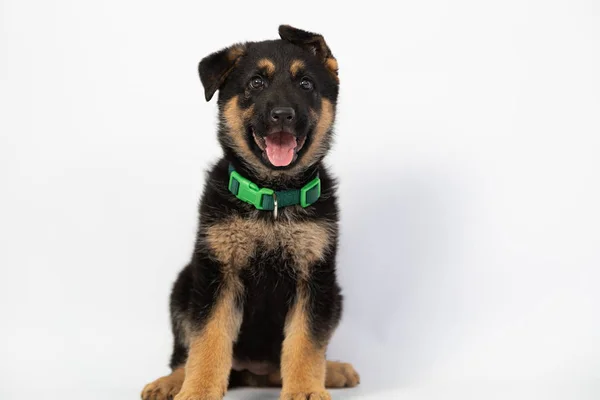 Sevimli Alman Çoban yavrusu beyaz arka plan üzerinde çevrilmiş kulakları ile oturan gülümseyen- köpek yavrusu