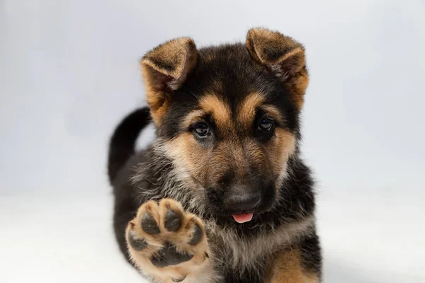Sevimli Alman çoban yavrusu beyaz arka plan üzerinde dilini-köpek yavrusu dışarı yapıştırırken onun ayak izi gösteren pençesini yükselterek