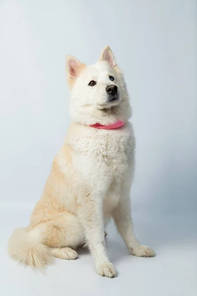 Porträtt Siberian Husky Sittande Koncentrerat Ser Sidled Hela Kroppen — Stockfoto