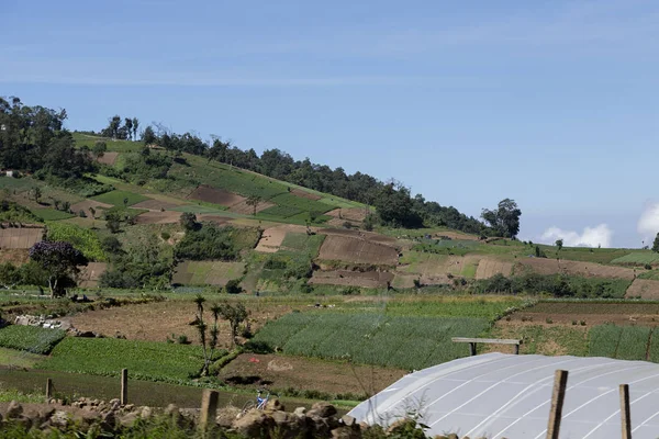 Agriculture fields in Guatemala - planting landscape in Latin America