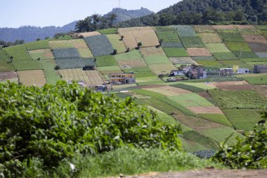 Kırsal ve organik tarım alanları Peyzaj - Guatemala sebze ekim alanları