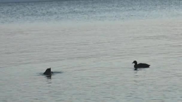 Anatra Nuotare Nel Porto Lago Atitlan Circondato Dall Acqua Bellissimo — Video Stock