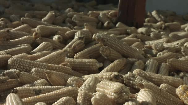 Yellow Corn Cob Stacked Sale Market Farm Corn Plantation Export — Stock Video