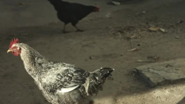 Hen Lopen Vrij Met Boerderij Huisdier Kip Hen Lopen Zonsondergang — Stockvideo