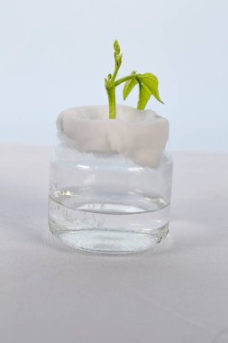 Pamuklu cam frank, yapraklı fasulye tohumu, fasulye filizi, kavanoz deneyi, ev ödevi, deney, küçük bitki