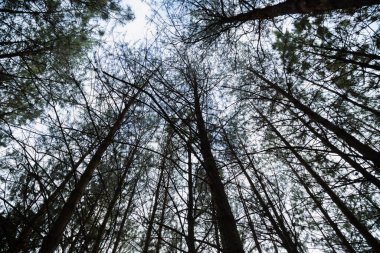 Sonbaharda ormanın altında görülen bir grup ağaç doğanın ortasında sessiz bir an.