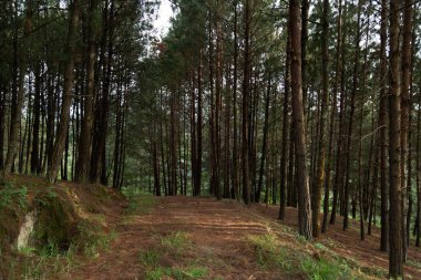 Sonbaharda ormanın ortasında yol - doğanın ortasında sükunet anı