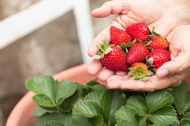 Elinde bir avuç taze çilek tutan bir kadın. Taze biçilmiş çilekler. Ev yapımı çilek.