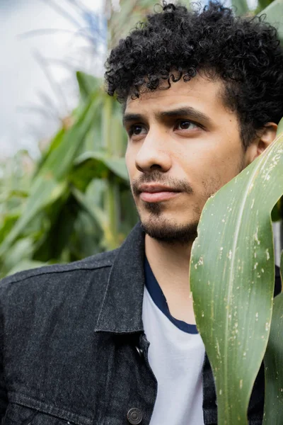 Fiatal Spanyol Férfi Portréja Kukoricamezőn Fiatal Gazda Zöld Kukoricalevelek Között — Stock Fotó