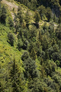 Ağaçların ve çamların havadan görünüşü - Yeşil orman ağaçlarının dokusu - sağlıklı ekosistem ve çevre.