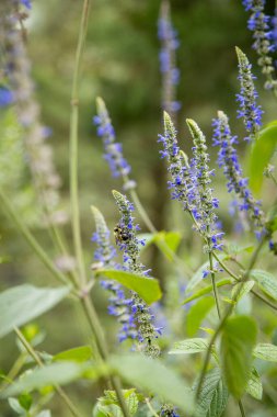 Arı lavanta çiçeklerinin üzerinde duruyor - Arı polenleme yapıyor - lavanta çiçeğinin üzerindeki bal arısı