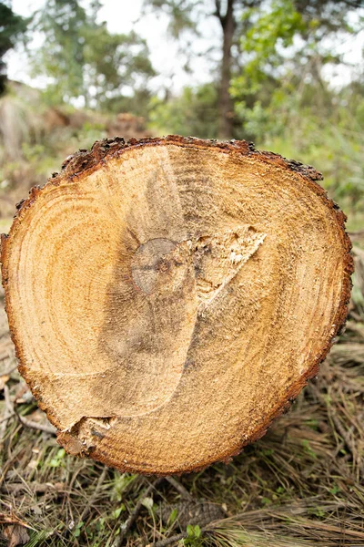 树干质感 松木树干位于森林中央 其下部有分枝 环境砍伐 — 图库照片