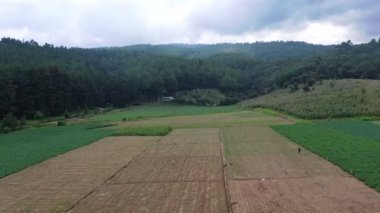 Dağlar arasında tarım alanının havadan çekilmiş görüntüsü çiftçiler gübre ve böcek ilacı sıkarlar. Ormanla çevrili büyük tarım tarlalarına ektikleri için el püskürtücüleri olan insanlar.
