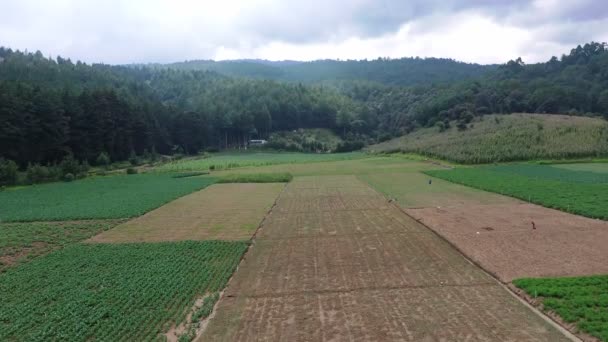 肥料や農薬を散布する農家と山の間の農業分野の空中ショット 森林に囲まれた大規模な農業分野で播種するための手の噴霧器を持つ男 — ストック動画