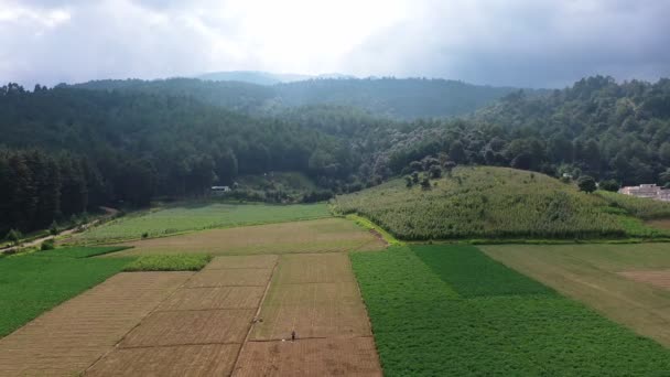 肥料や農薬を散布する農家と山の間の農業分野の空中ショット 森林に囲まれた大規模な農業分野で播種するための手の噴霧器を持つ男 — ストック動画