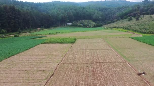 Letecký Snímek Zemědělce Zemědělských Polích Postřikující Plodiny Hnojivy Nebo Pesticidy — Stock video