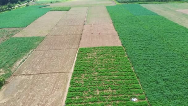 Zemědělská Pole Výsevem Prázdná Pole Připravená Setí Velké Plantáže Farmářem — Stock video