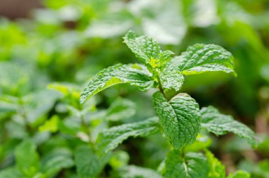 Yeşil nane bitkiler büyüme Garden