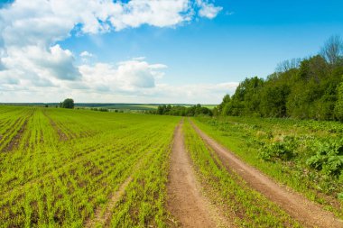 Alan bahar bulutlar dramatik ile mavi gökyüzü altında yeşil buğday ile yol yol.