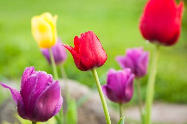 Bahçede güneşli bir günde açık büyüyen güzel bahar renkli çiçekler Tulip yakın çekim.