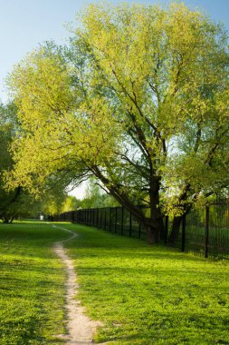 Büyük ağaç Ash ile güneşli günde bahar Park yolu.