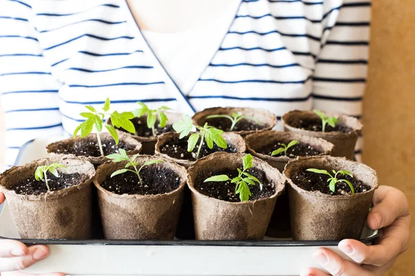 Nouveaux Germes Tomates Avec Des Feuilles Terre Dans Des Pots — Photo