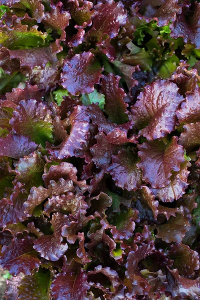 Roter Salatsalat Lactuca Sativa Mit Wassertropfen Die Gemüsegarten Wachsen — Stockfoto