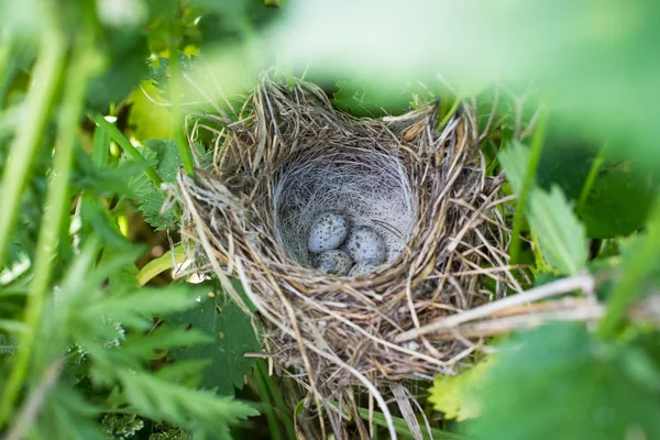Corncrake Eggs Crex Crex Bird Nest Tall Grass Meadows Summer — Stock Photo, Image