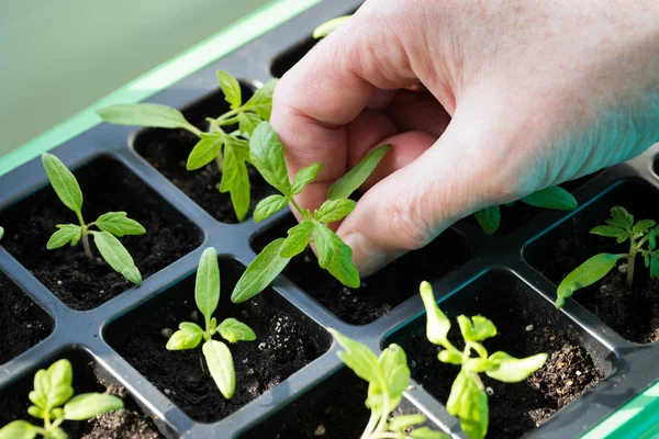 Närbild Jordbrukaren Handen Håller Små Gröna Sprout Fröplanta Tomat Växande — Stockfoto