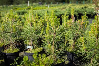 Çam fidan-ağaç (Pinus Sylvestris) genç ile iğne yapraklı Cattery yaz aylarında güneşli gün büyüyen tencerelerde vuruyor.