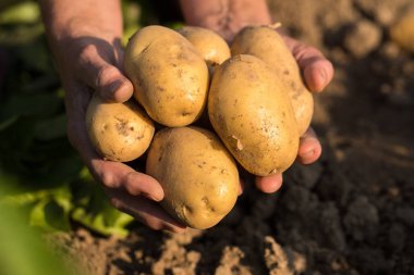 Patates hasat. Yaz aylarında güneşli gün patates alanında bahçıvan ellerinde taze sarı patates yakın çekim.